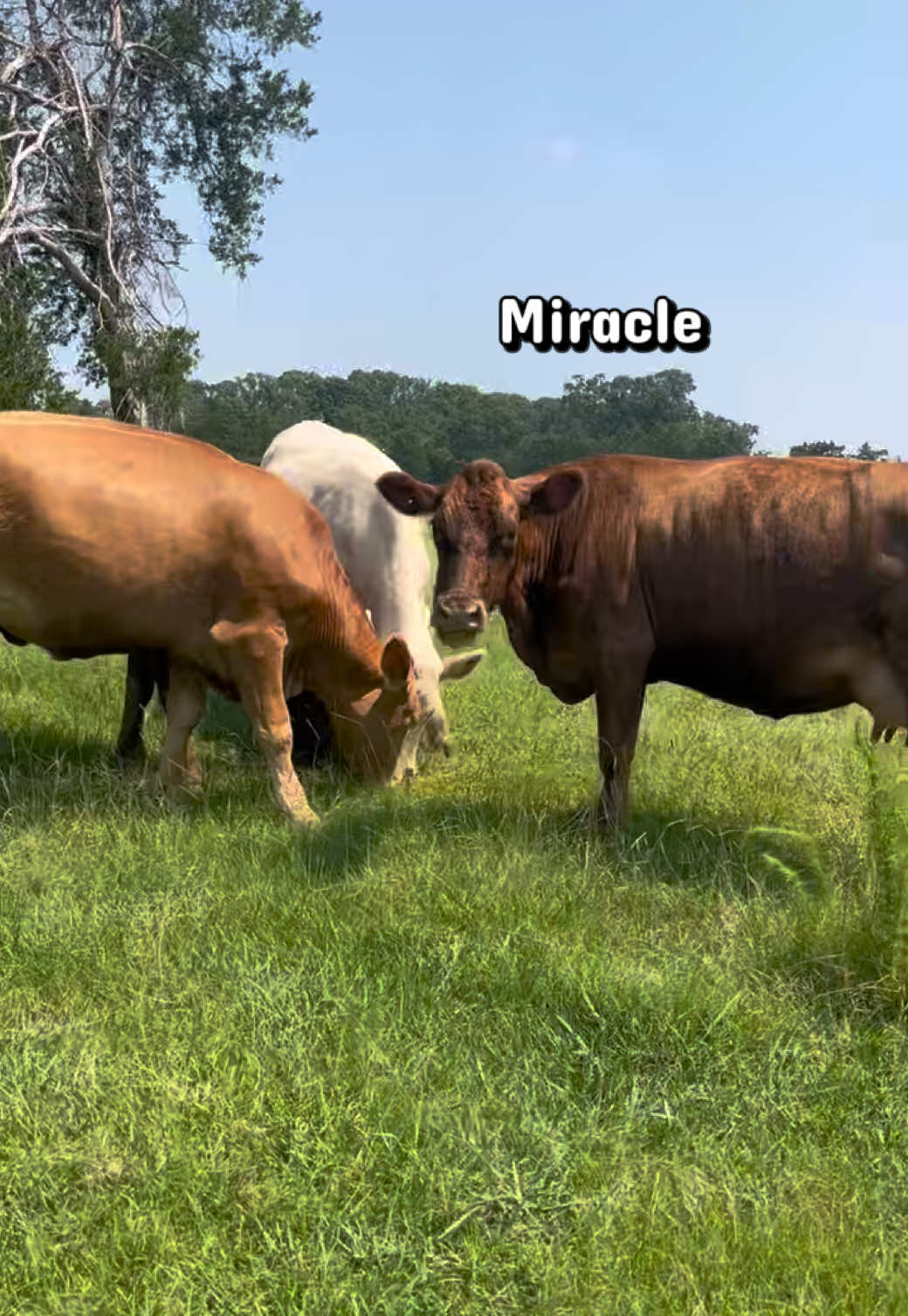 @Kristie_the_Pi🥉🐮❌