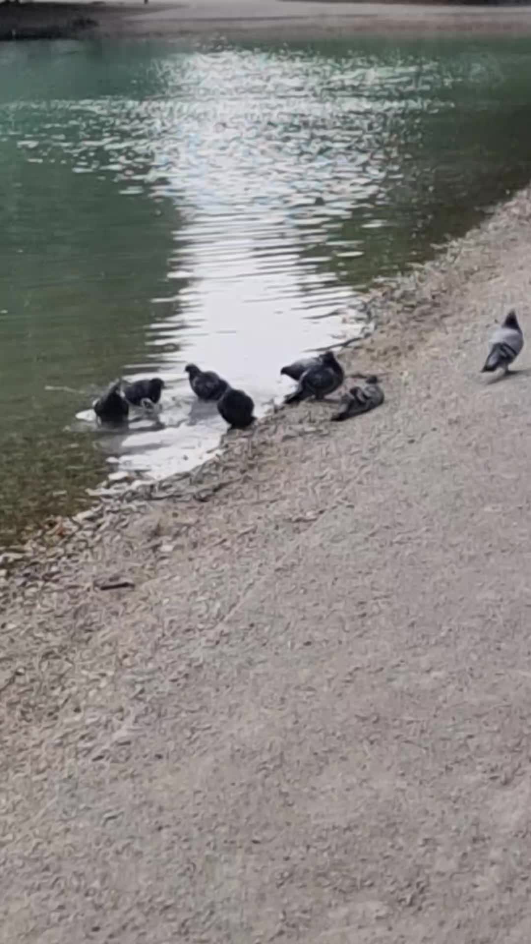 @Fl&uuml;gel & Freunde