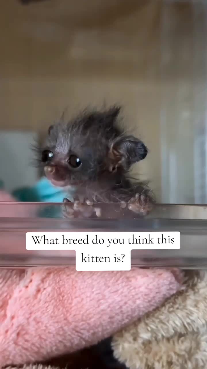 @catnipcrazee