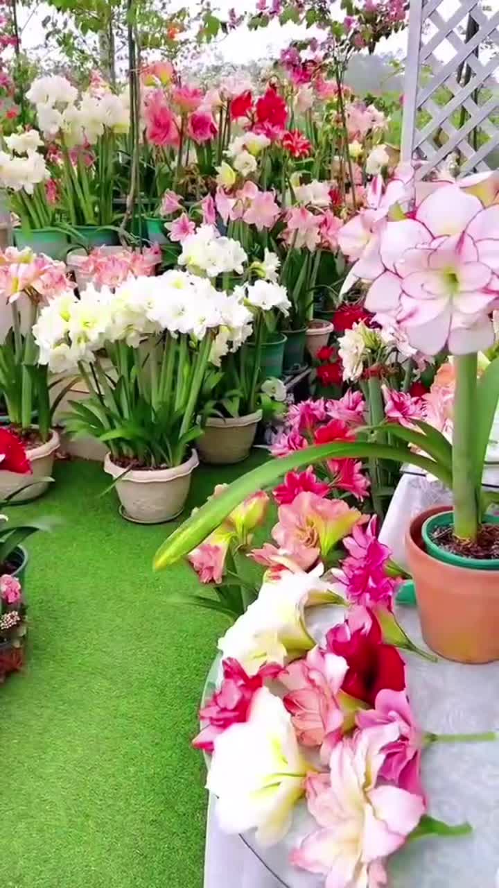 @olgaolgutabucur