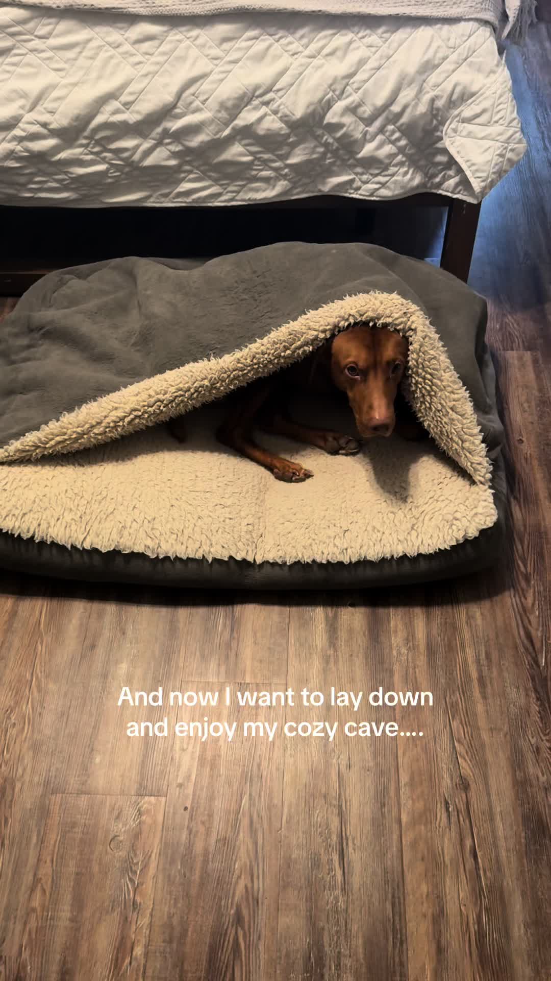 @Tycho the vizsla