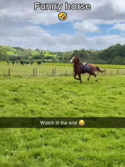 @Horses TikTok
