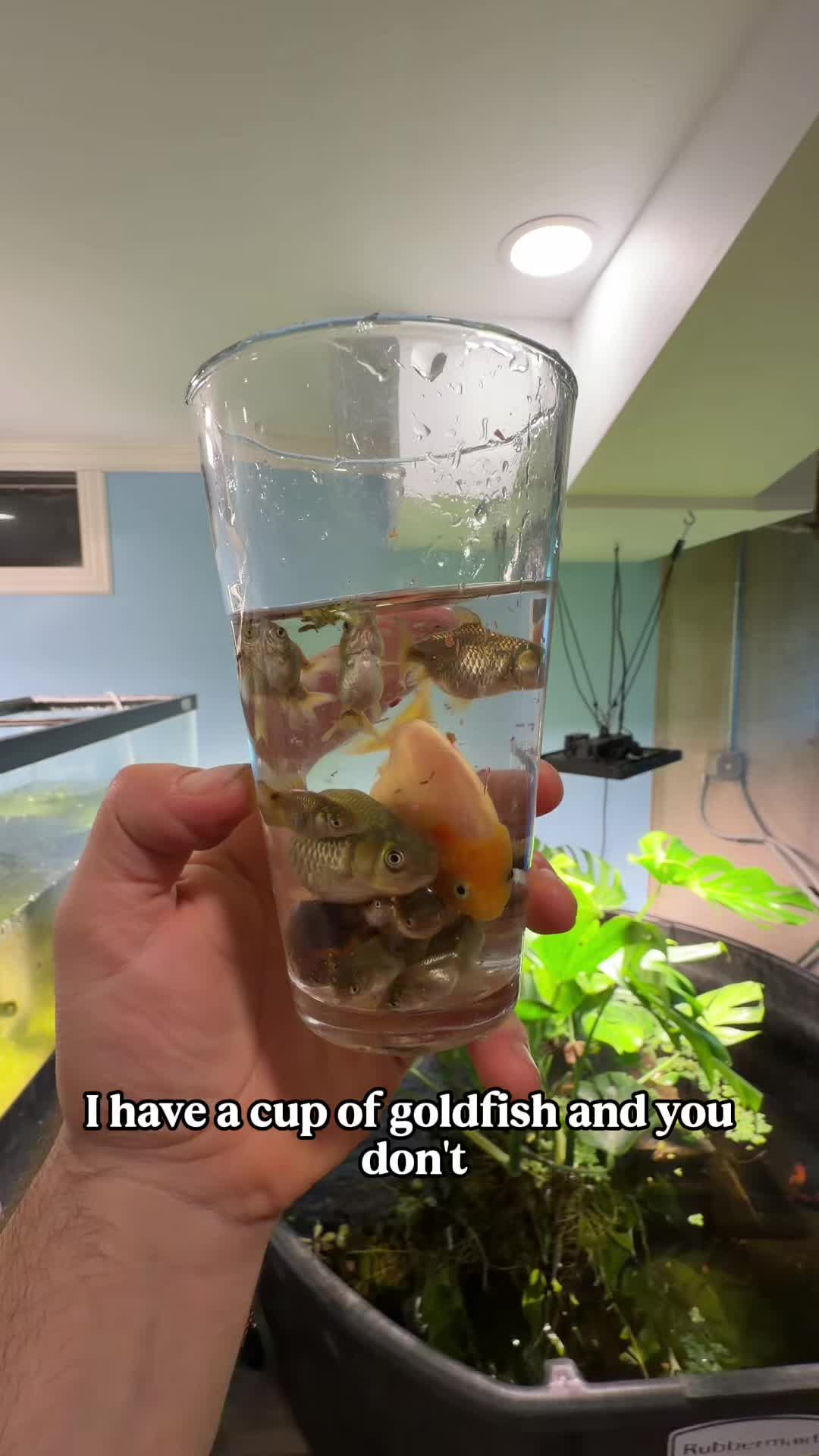 @The Goldfish Guy