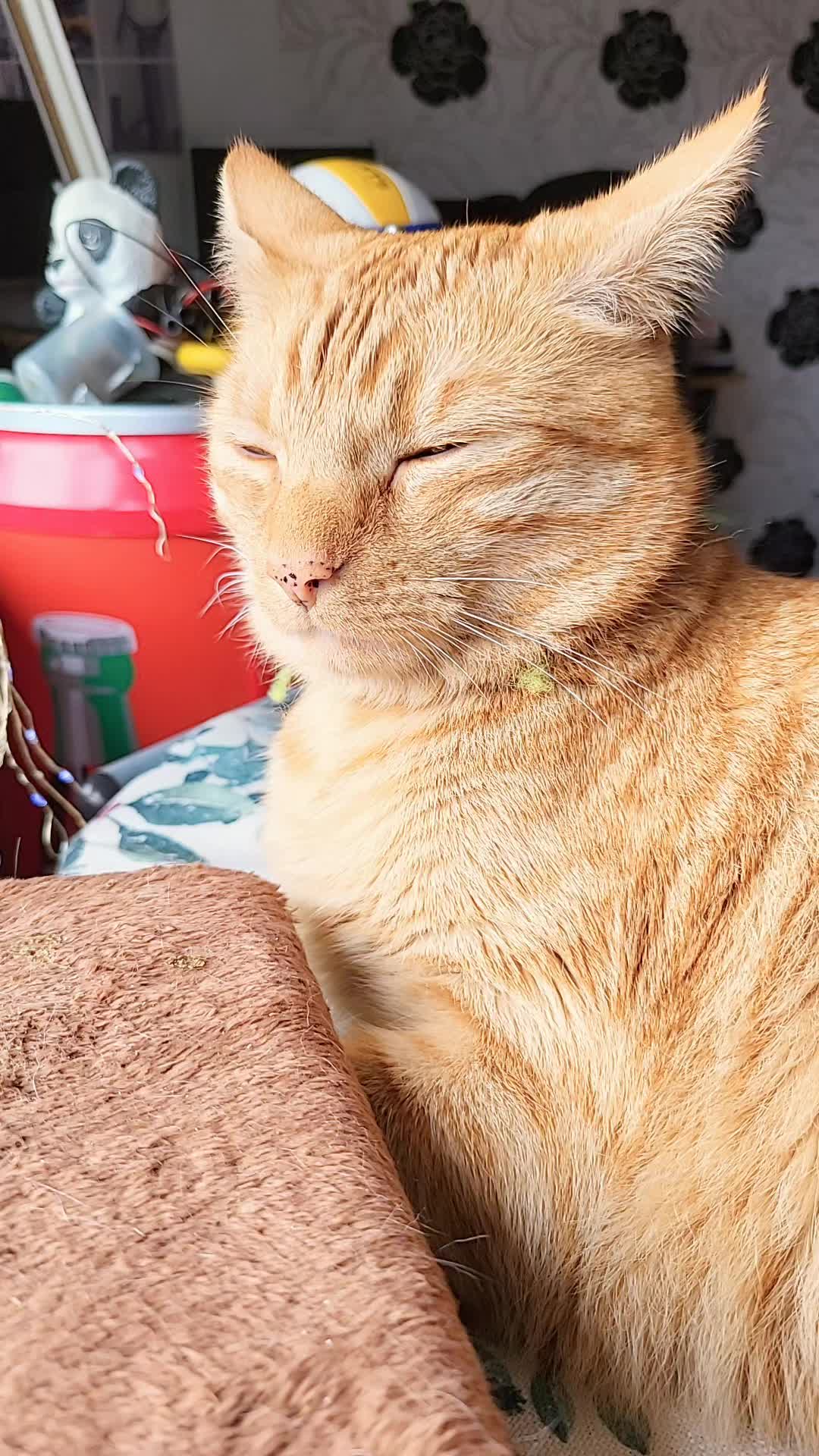 @😸 Alex 😸