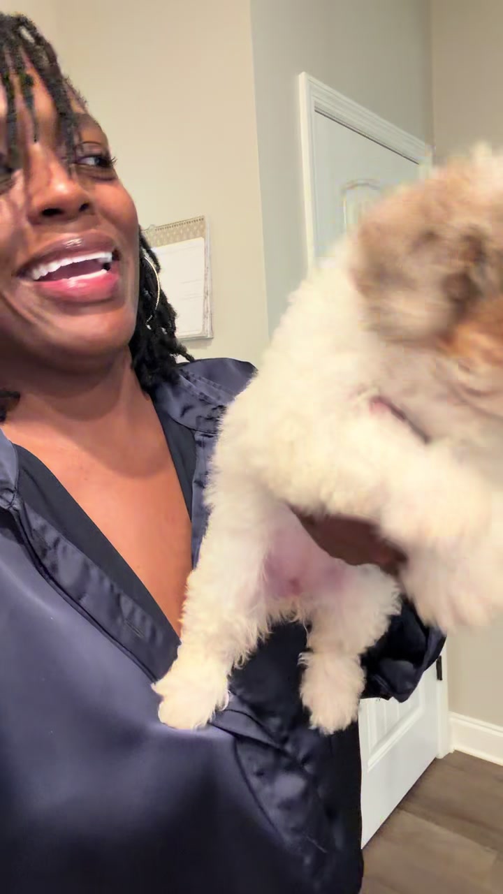 @Shortcake_kennel_2