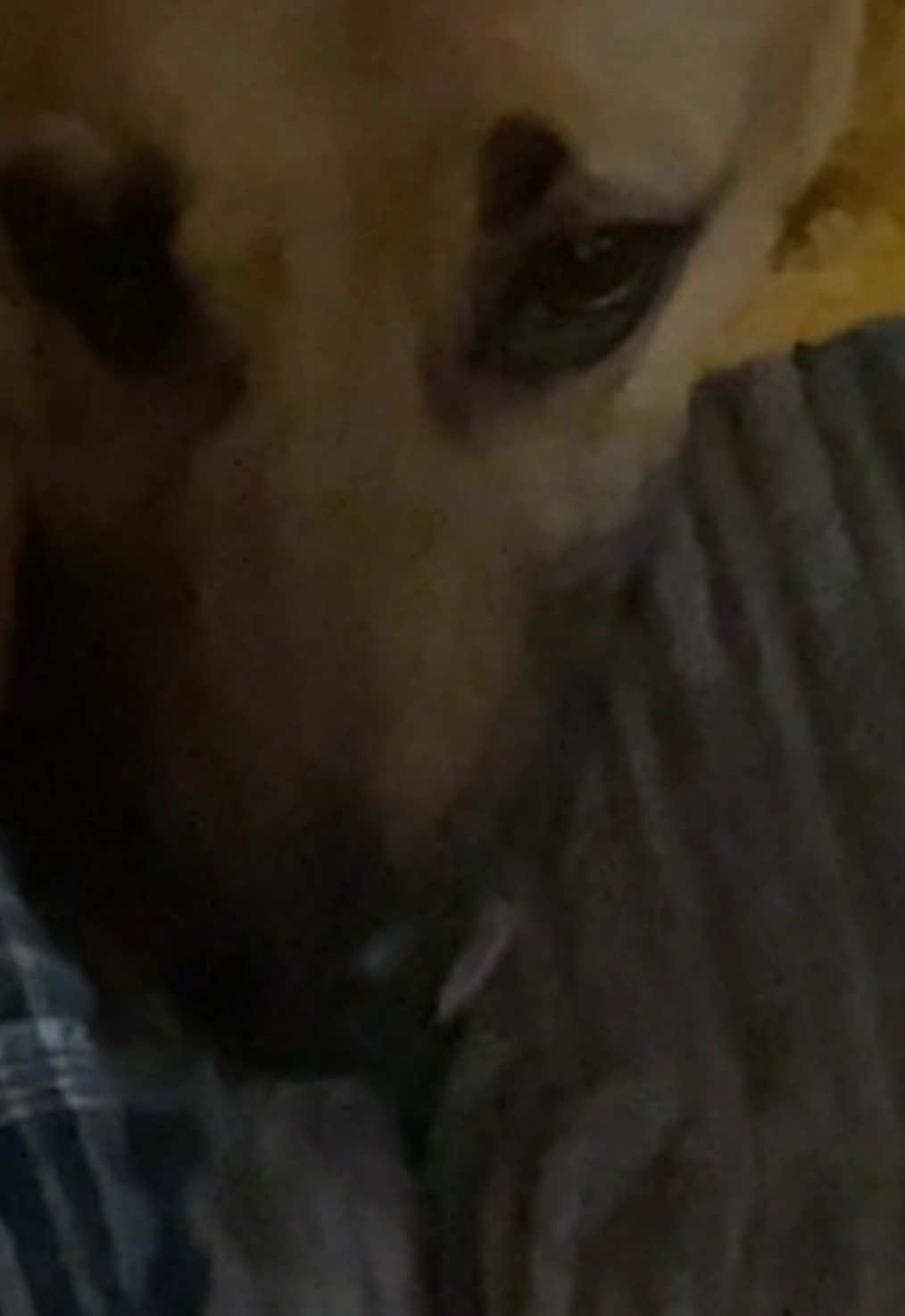 @Roxie the Dog🩷🐶🐾