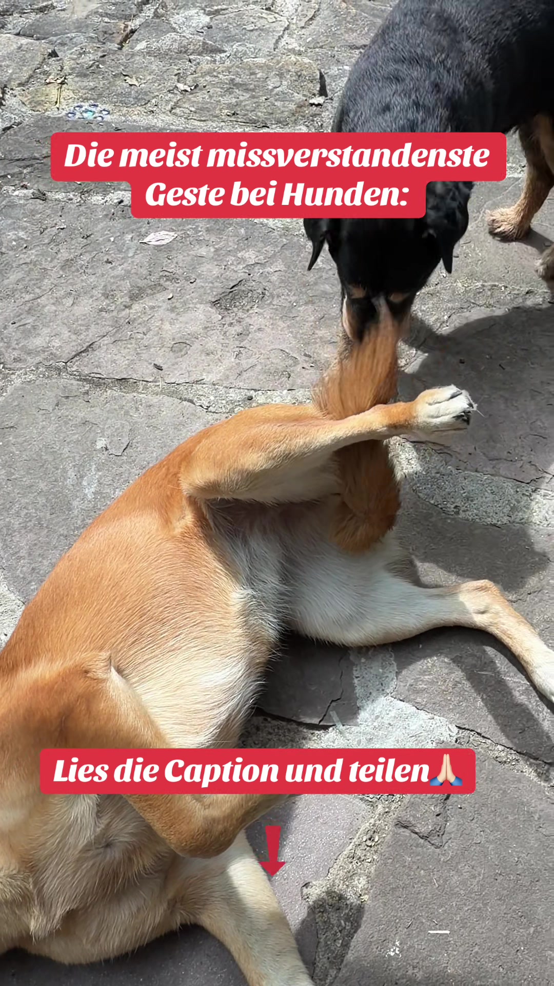 @INSAbenteuerHund