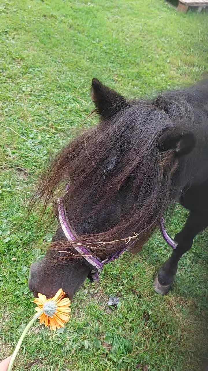 @the fanny's ranch (nsps)