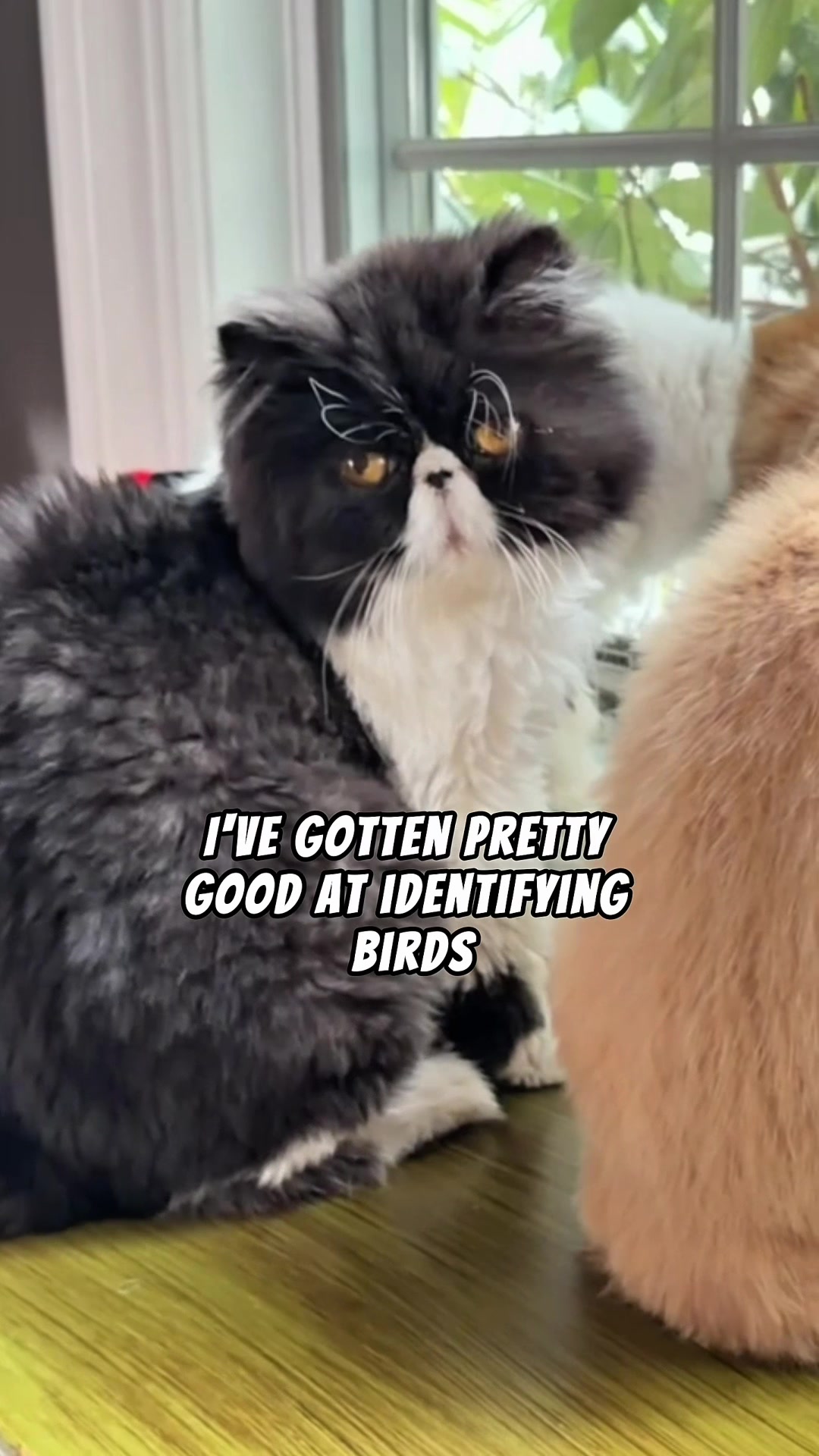 @Walter Bishop The Cat