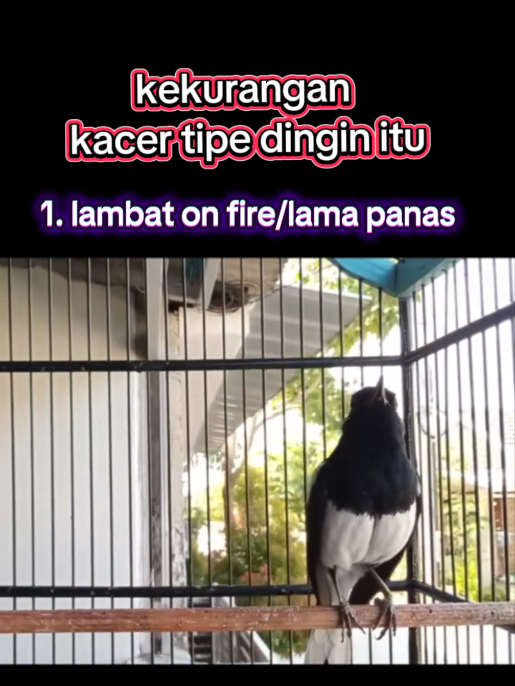 @dunia ternak