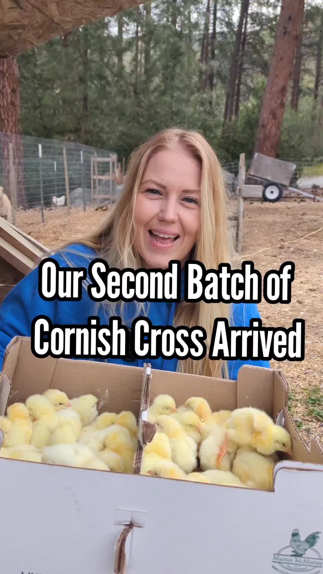 @MountainSpringHomestead