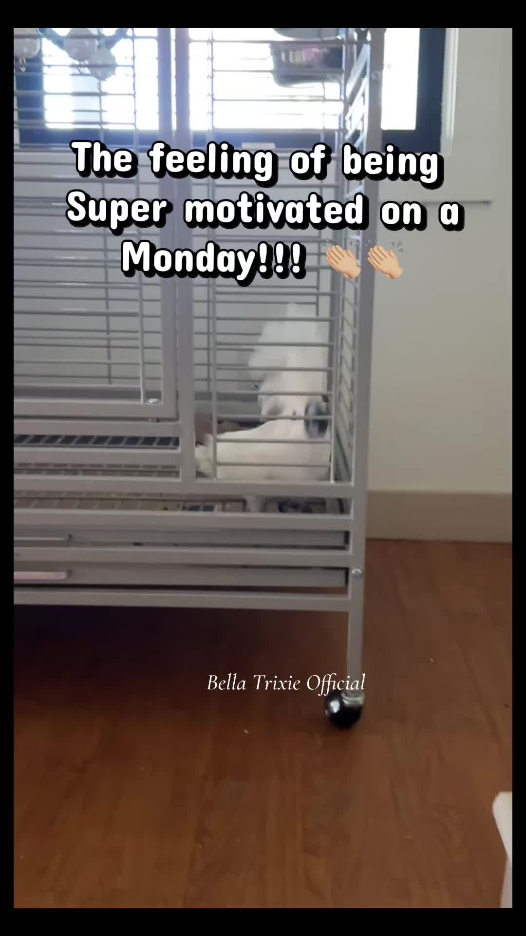 @bella_trixie_official