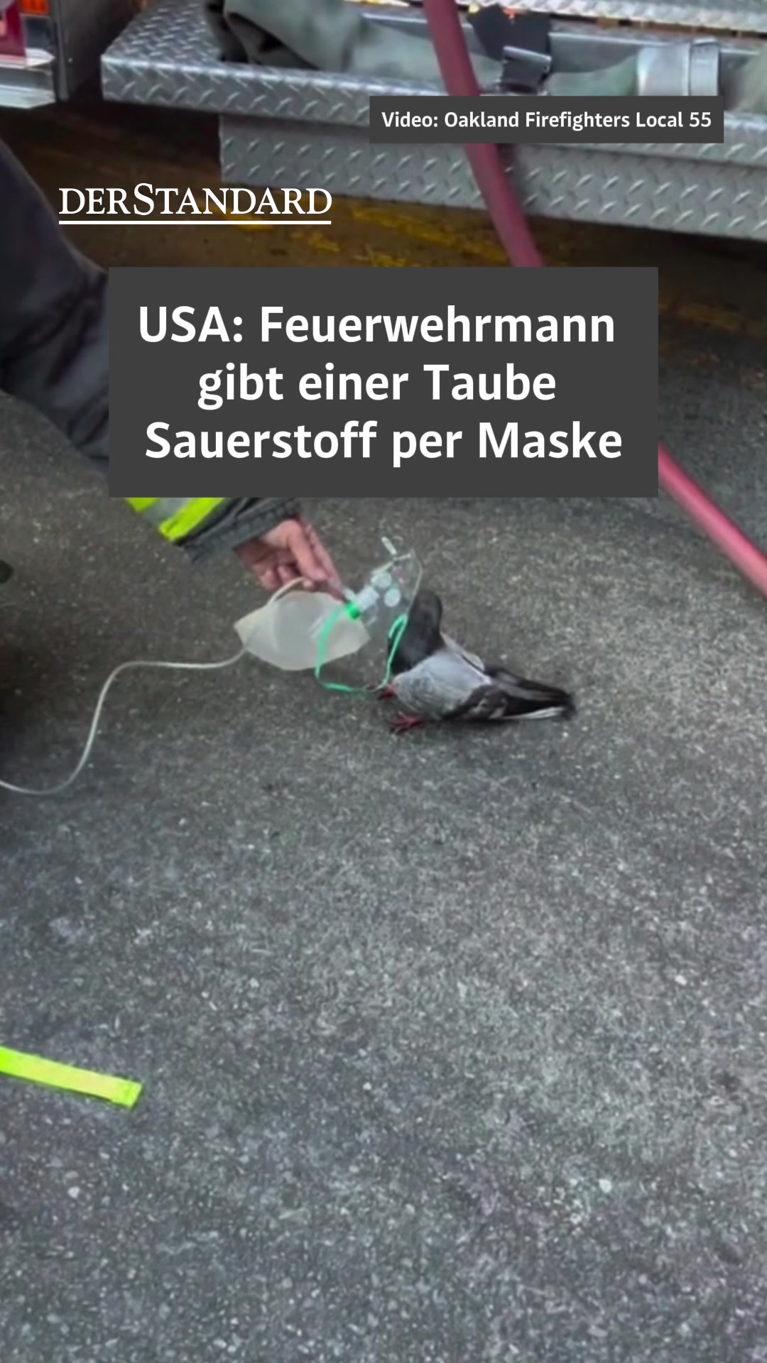 @DER STANDARD News