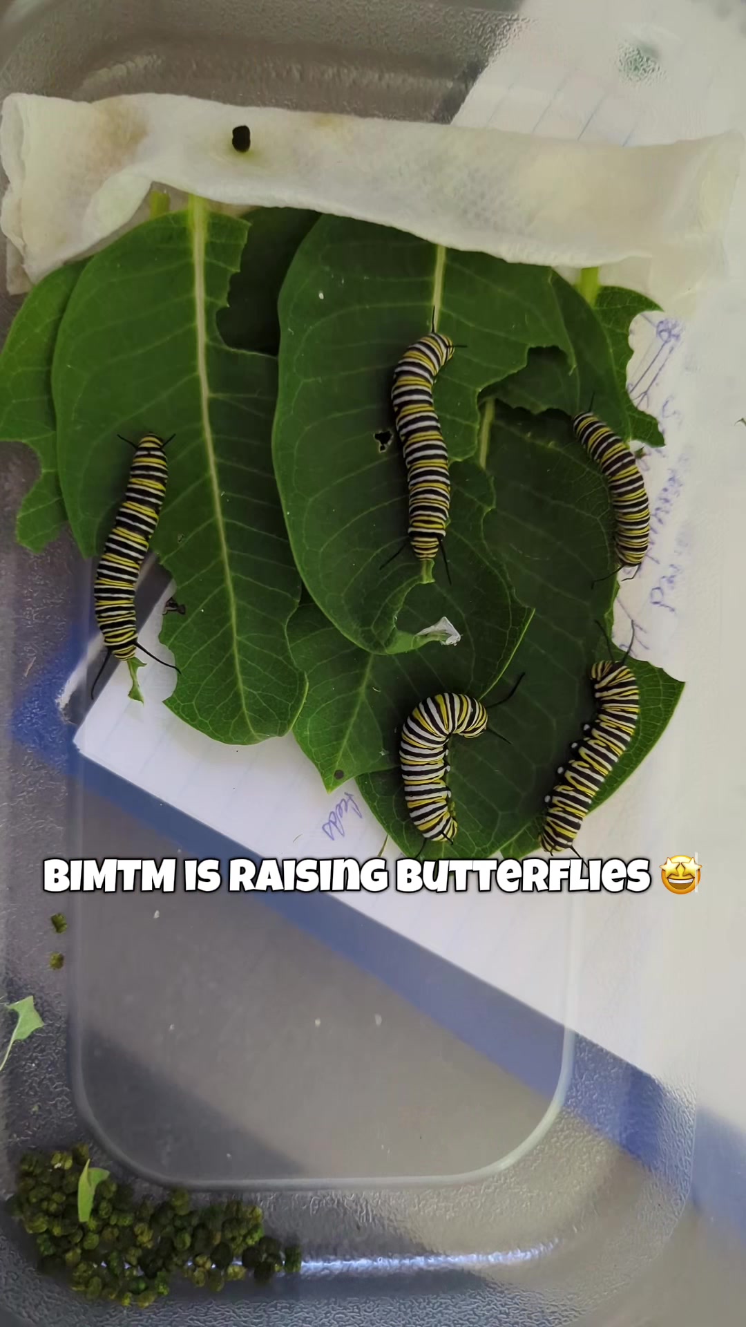 @BIMTM