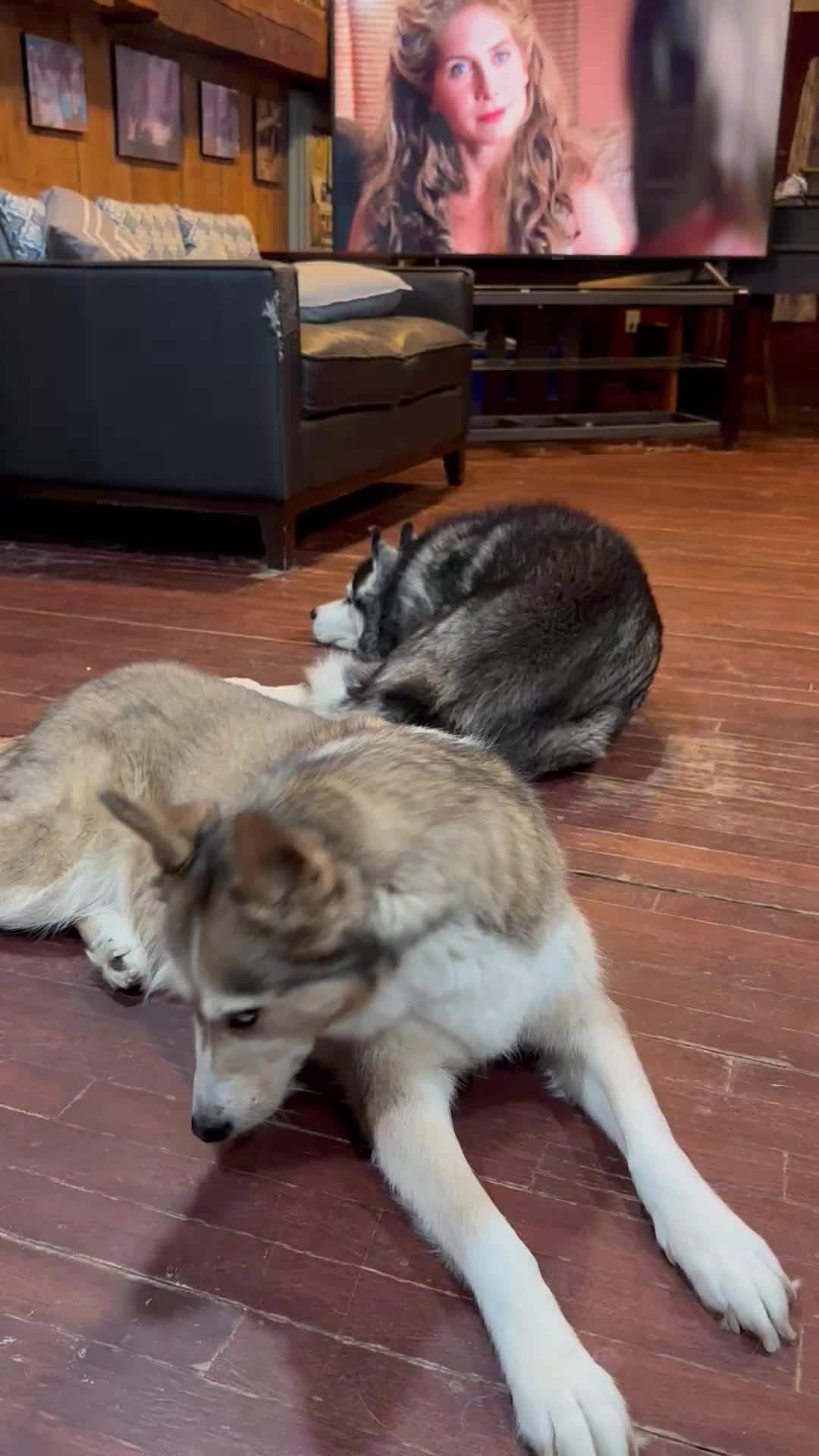 @Husky 6 Pack