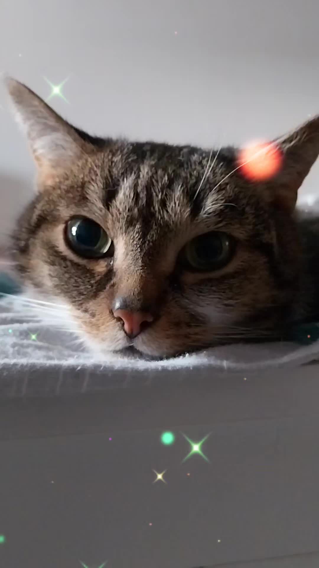 @Scotty🐱🐾🐱🐾 🐱🐾🐱🐾🐱🐾
