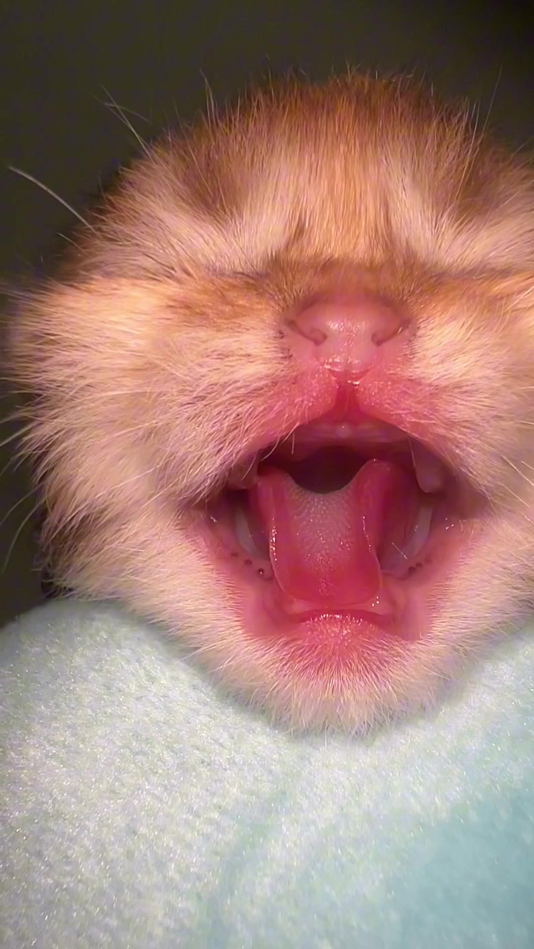 @Soothing Cats😻