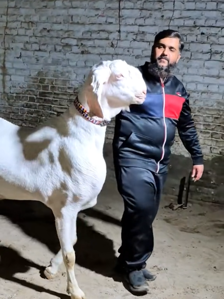 @SH.MUBEEN SHAHID(MUBI SHYKH)