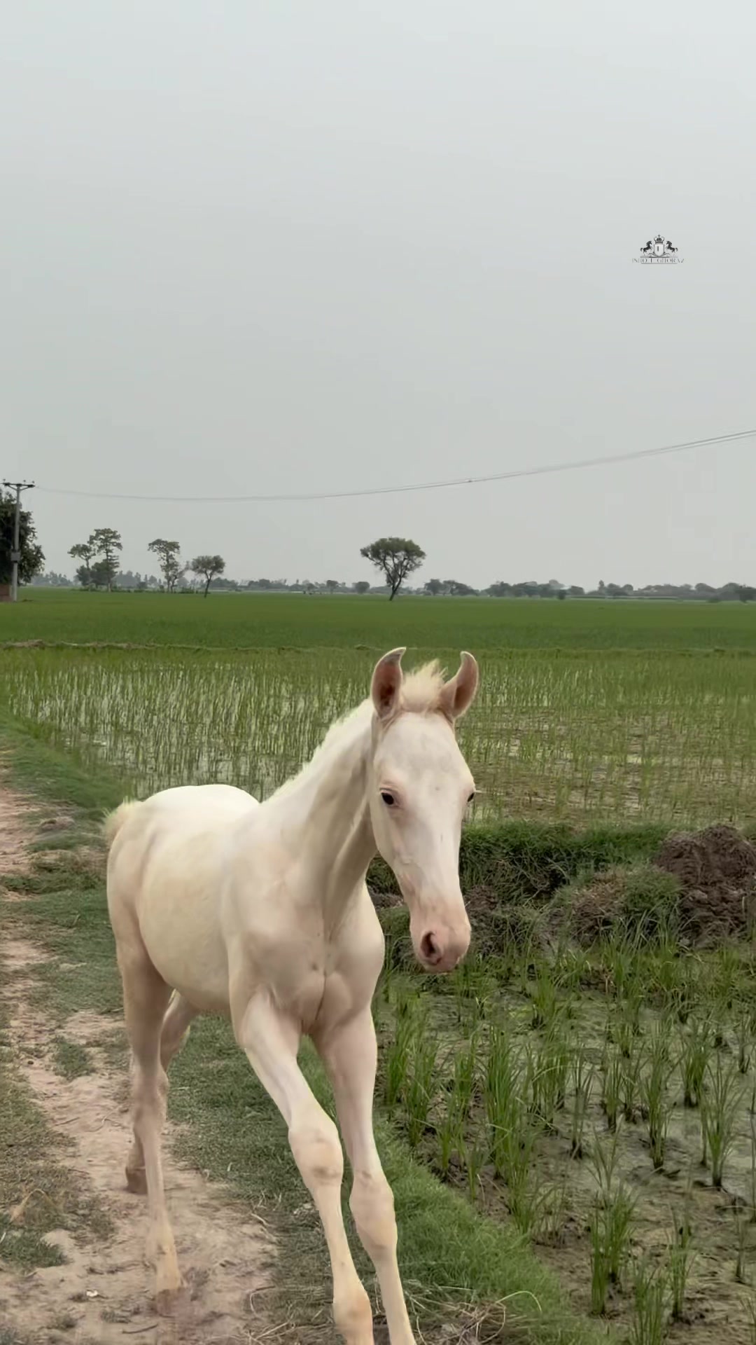 @Ishq_e_ghora 🐎