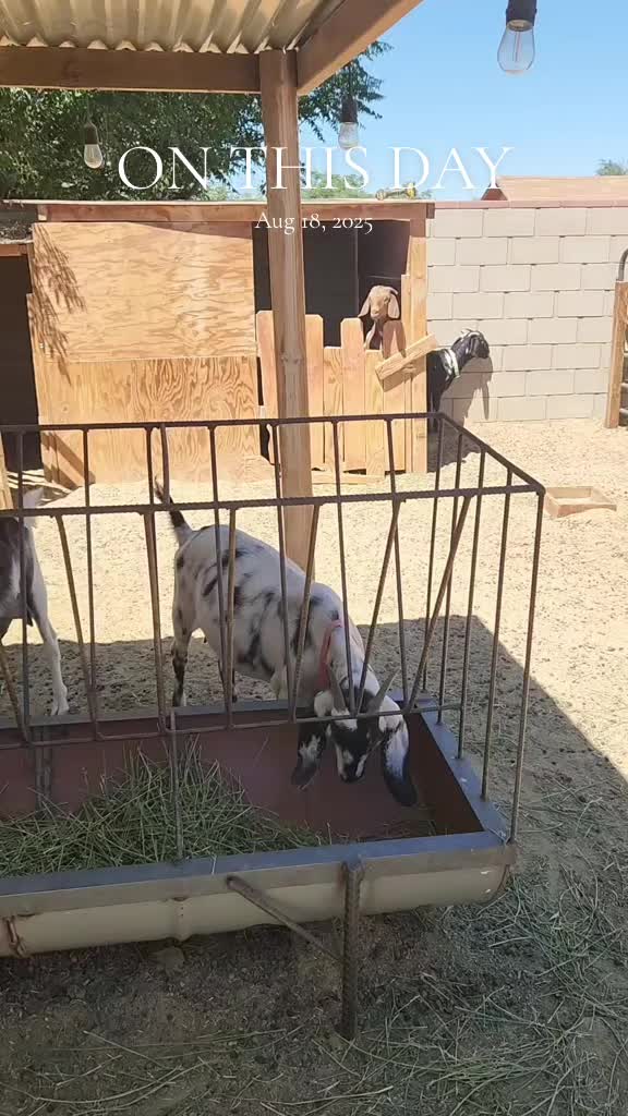 @Nancy | F&N Goat Farm 🐐