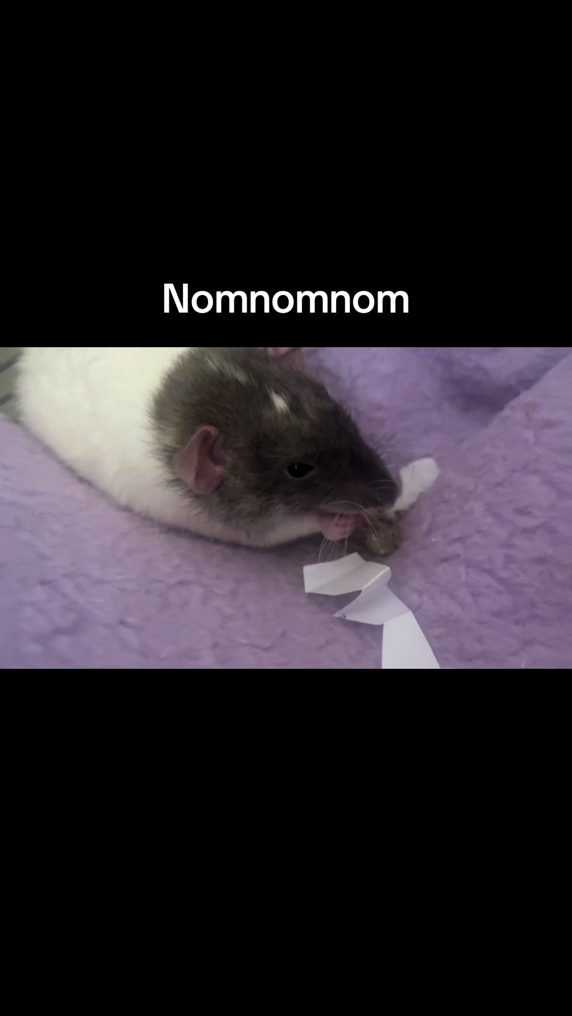 @green 🐀🫧