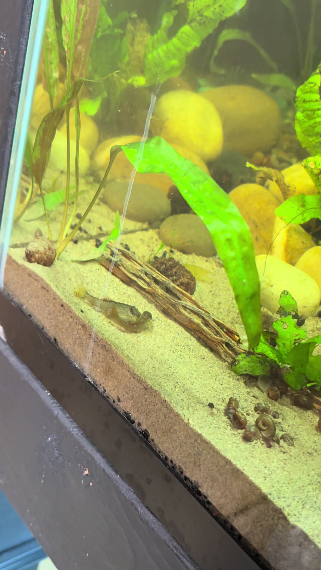 @🐠 M & D's Fish 🐠