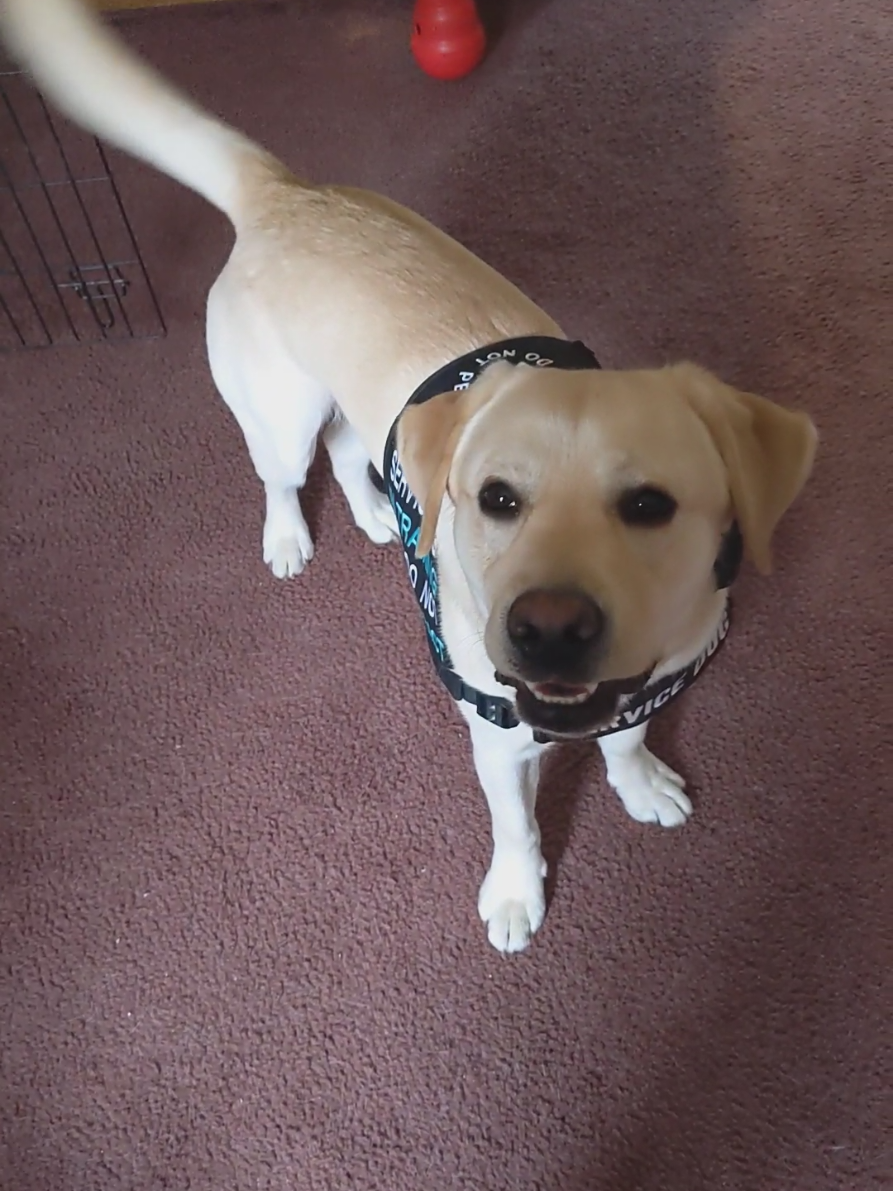@Service Pup Milo