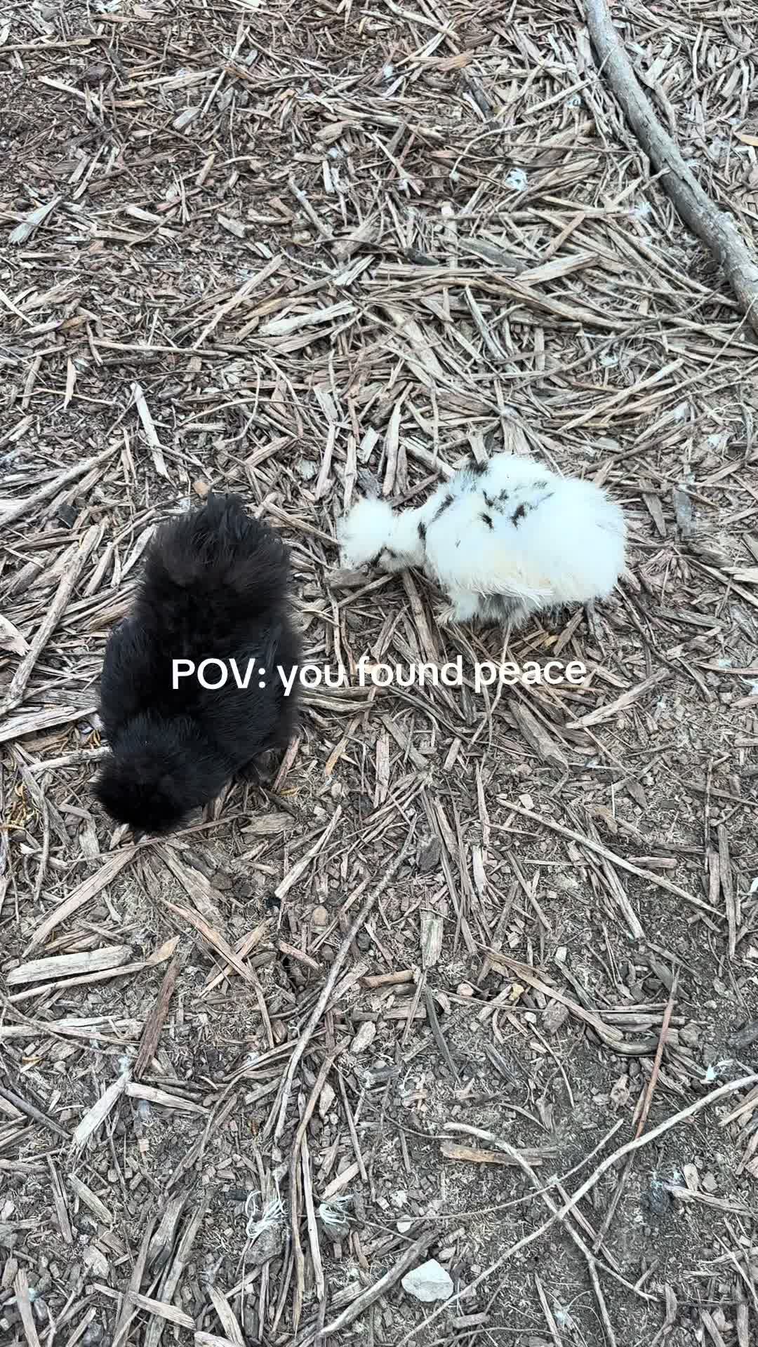 @Alivia ✨🖤🐦⬛