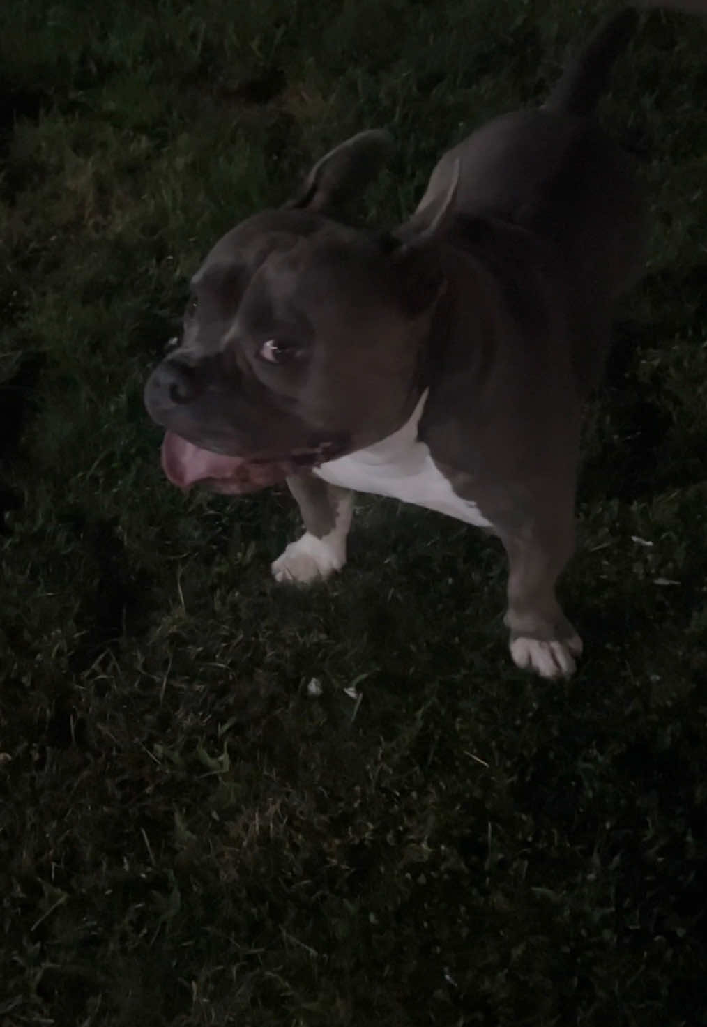 @Gunner | Pocket Bully