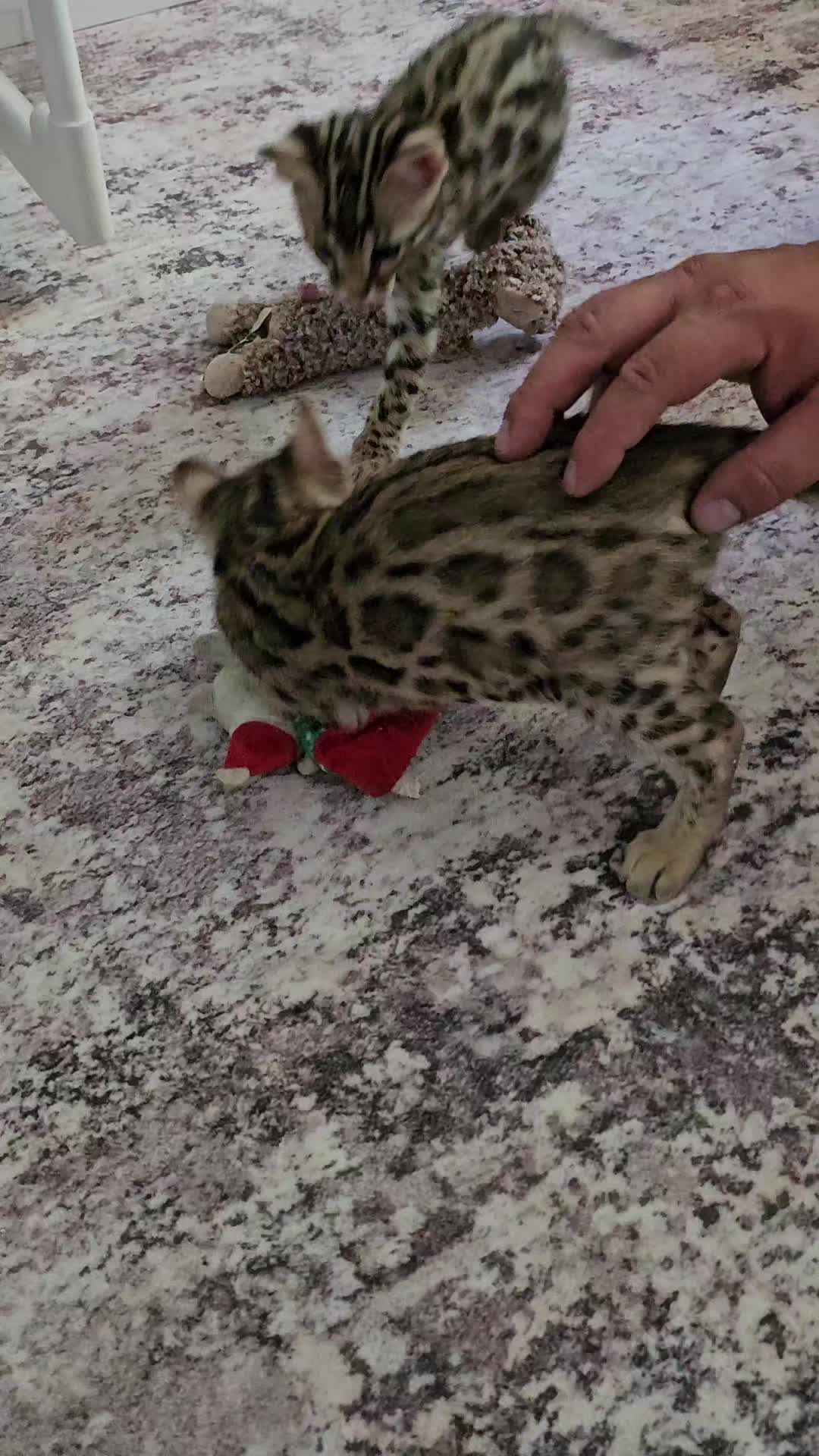 @uniqueprintsbengals