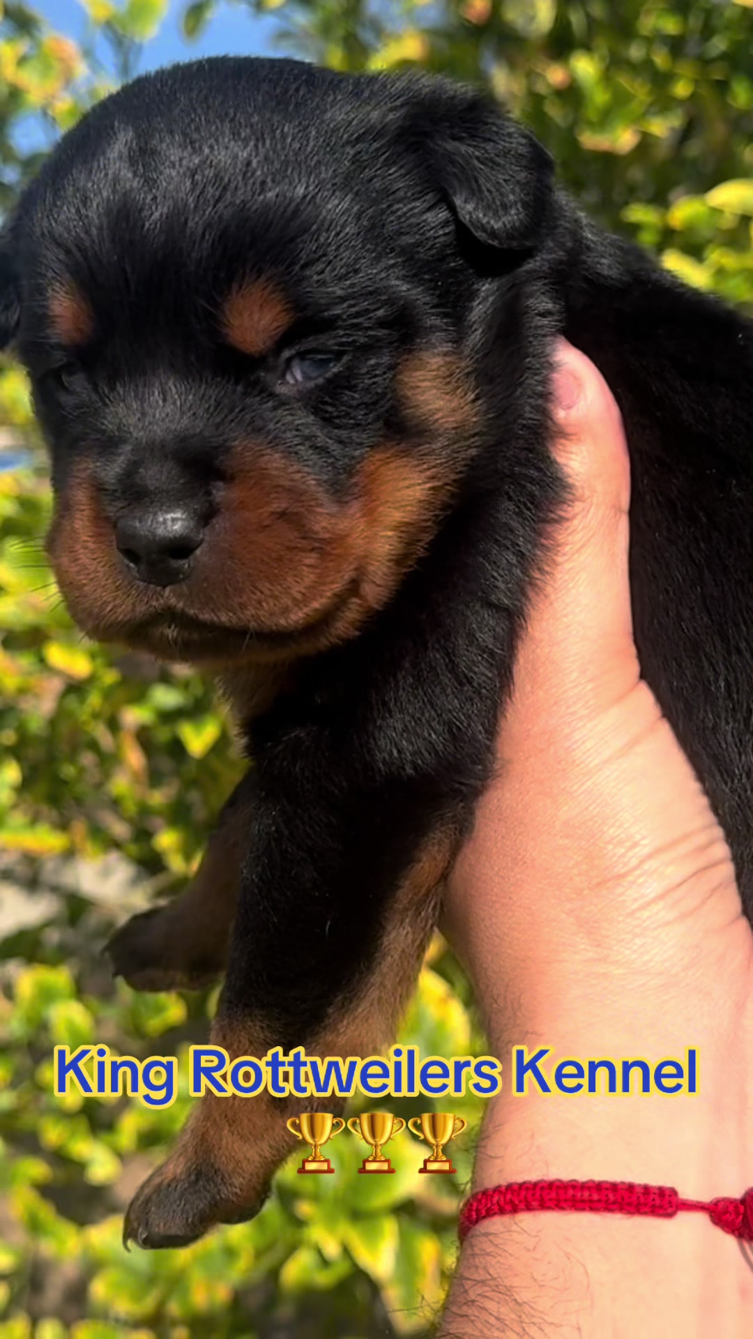 @King Rottweilers Kennel