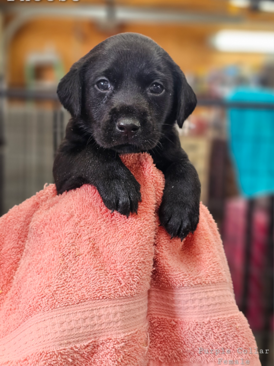 @Lindley Labradors