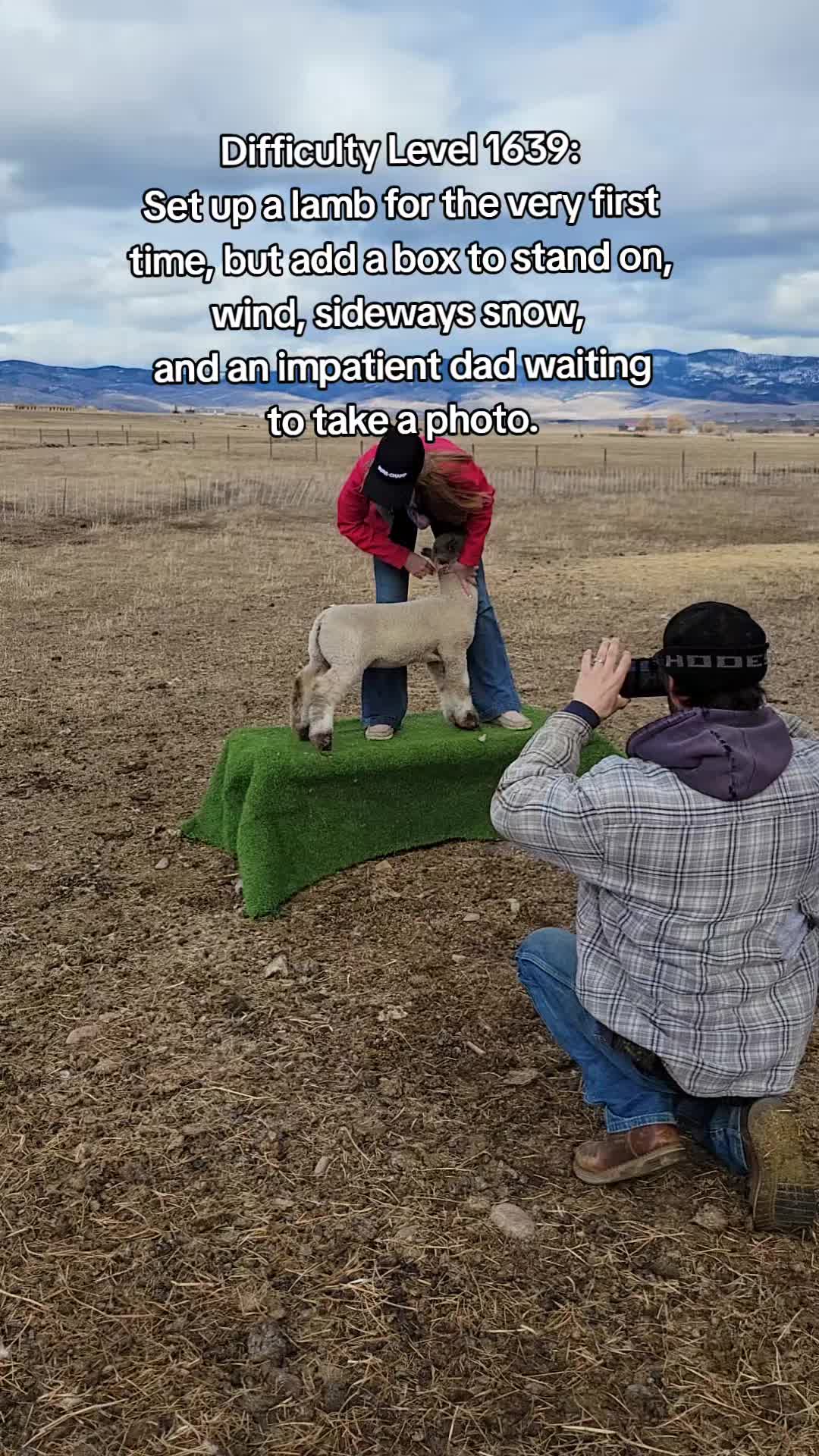 @Skinner Show Lambs