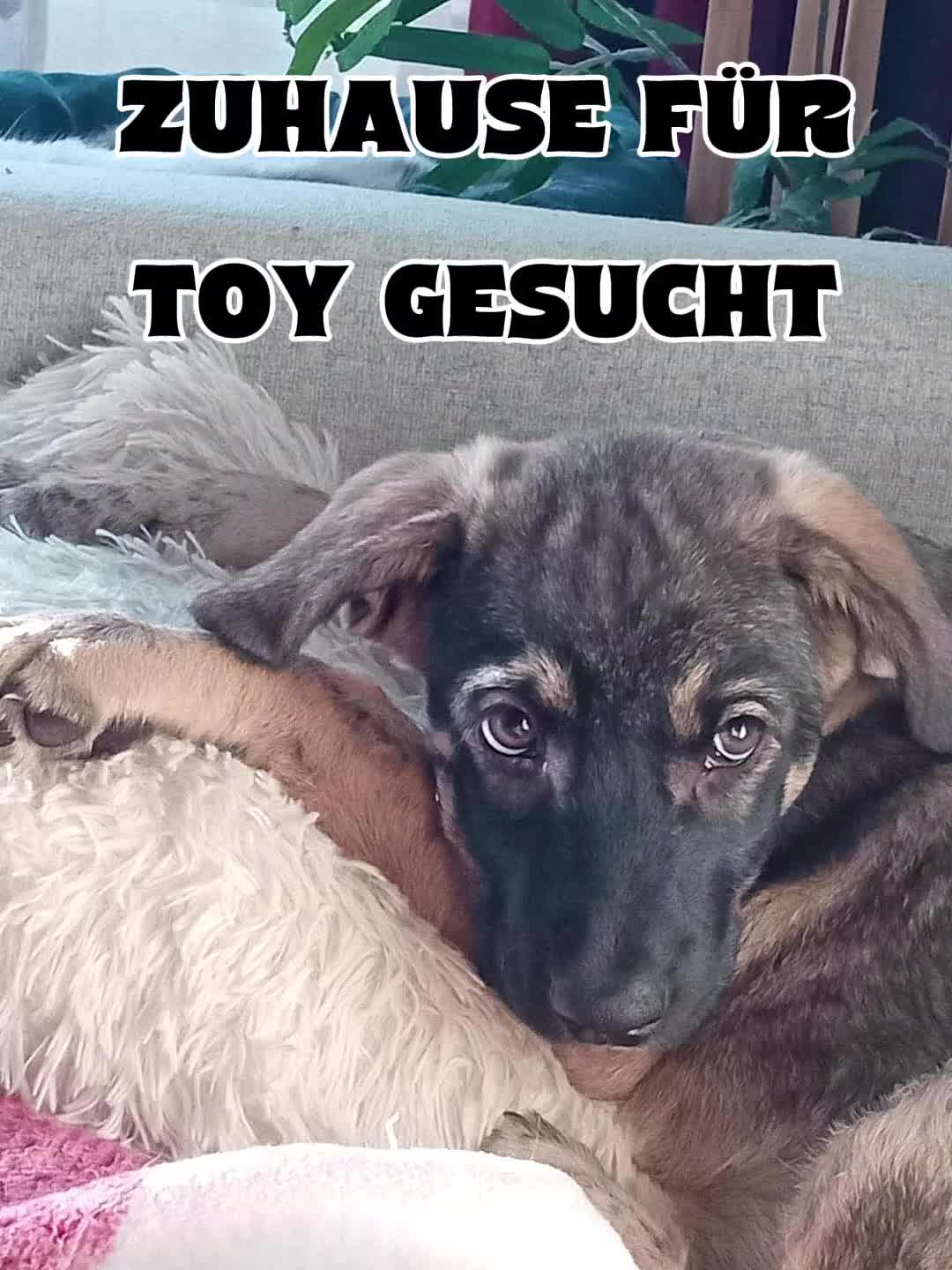 @🐾 PfoteF&uuml;rPfote 🐾