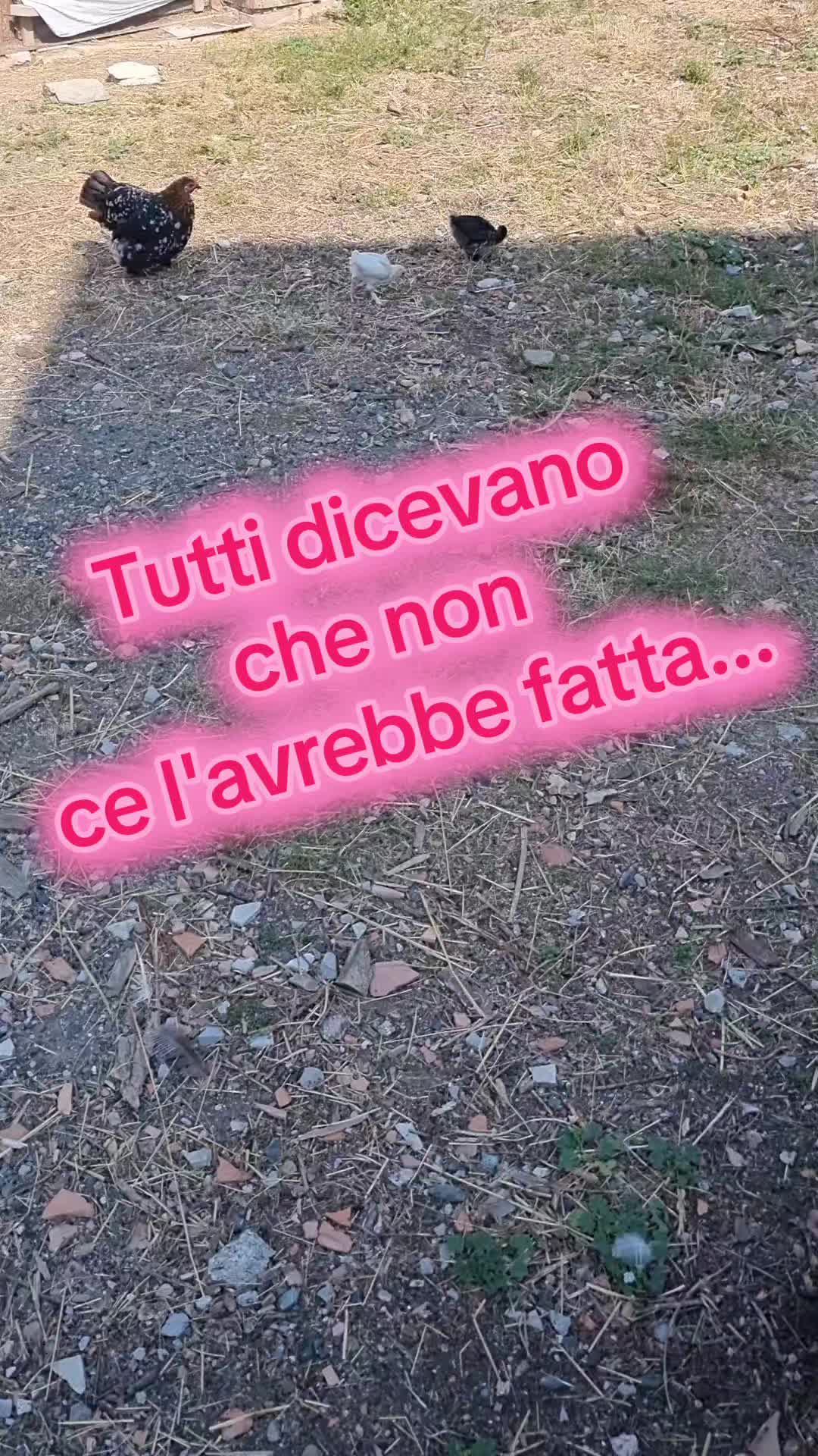 @Il leone e la gallina