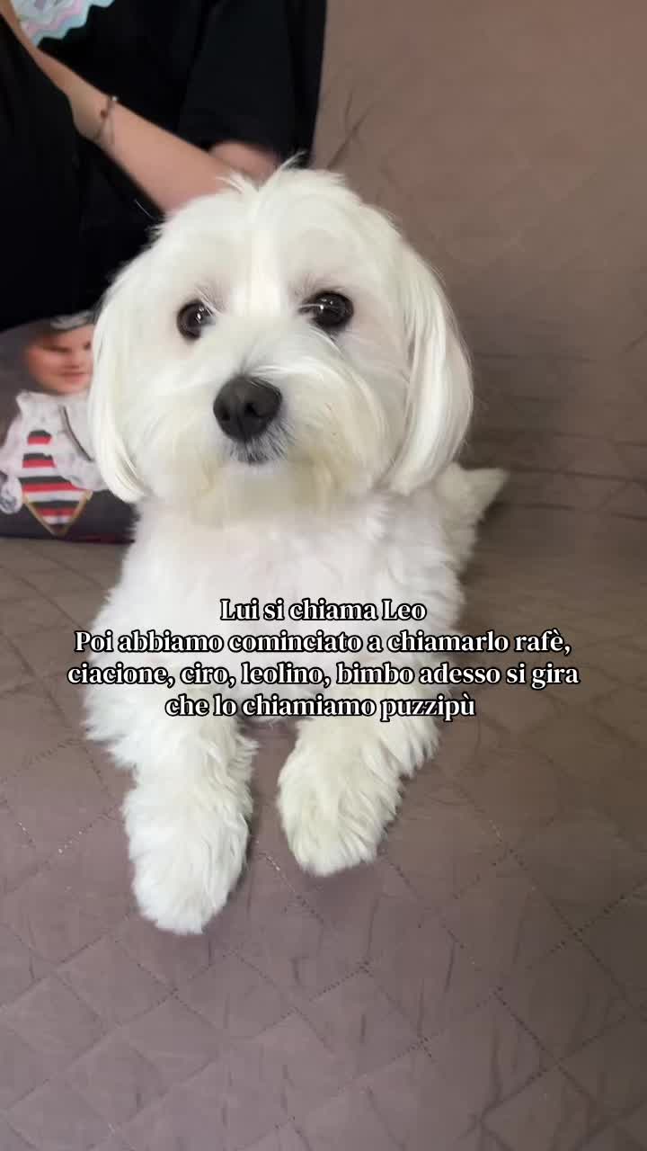 @vandapignalosa