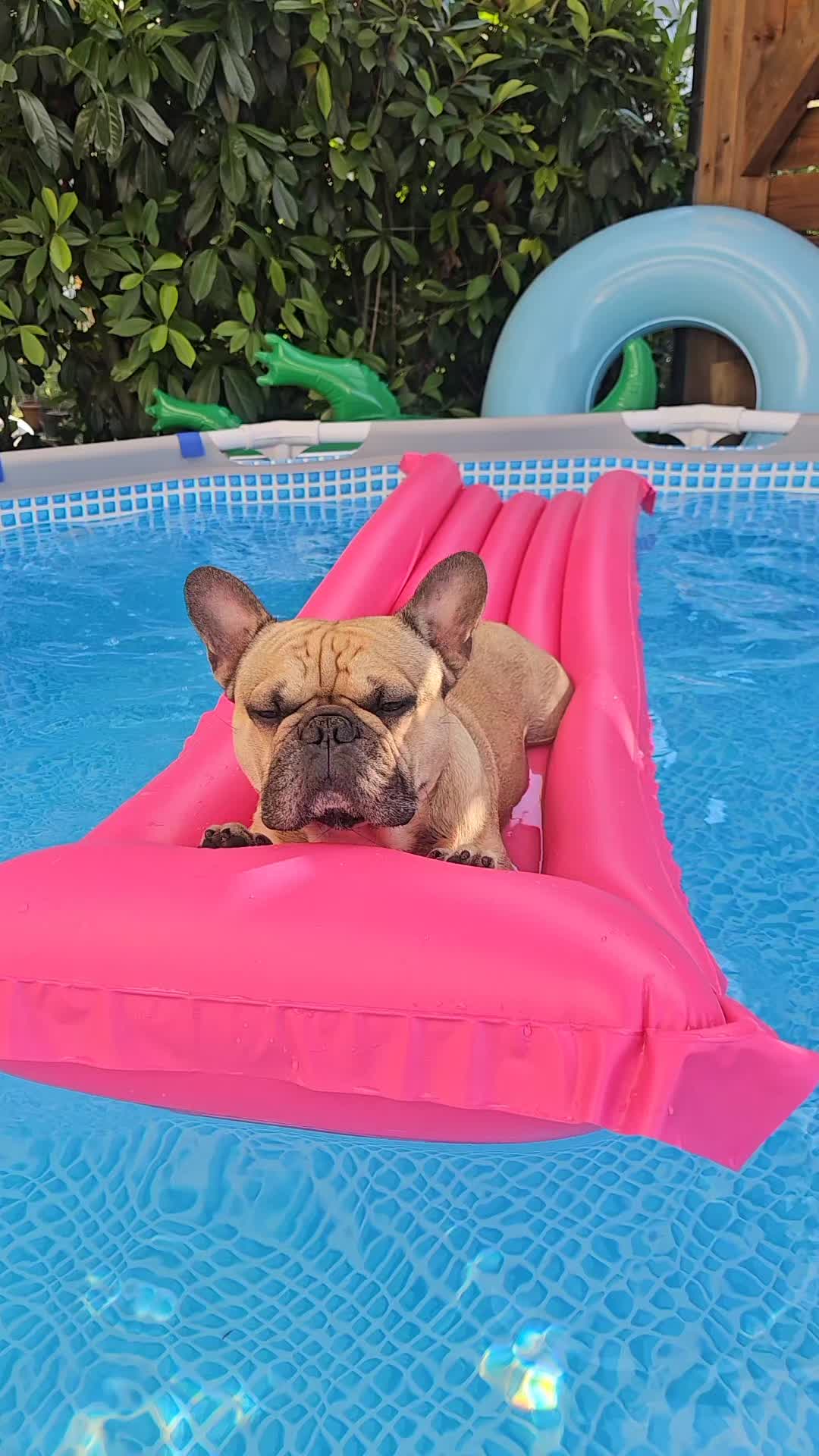 @Tyrion-the-frenchie/Cyrus23