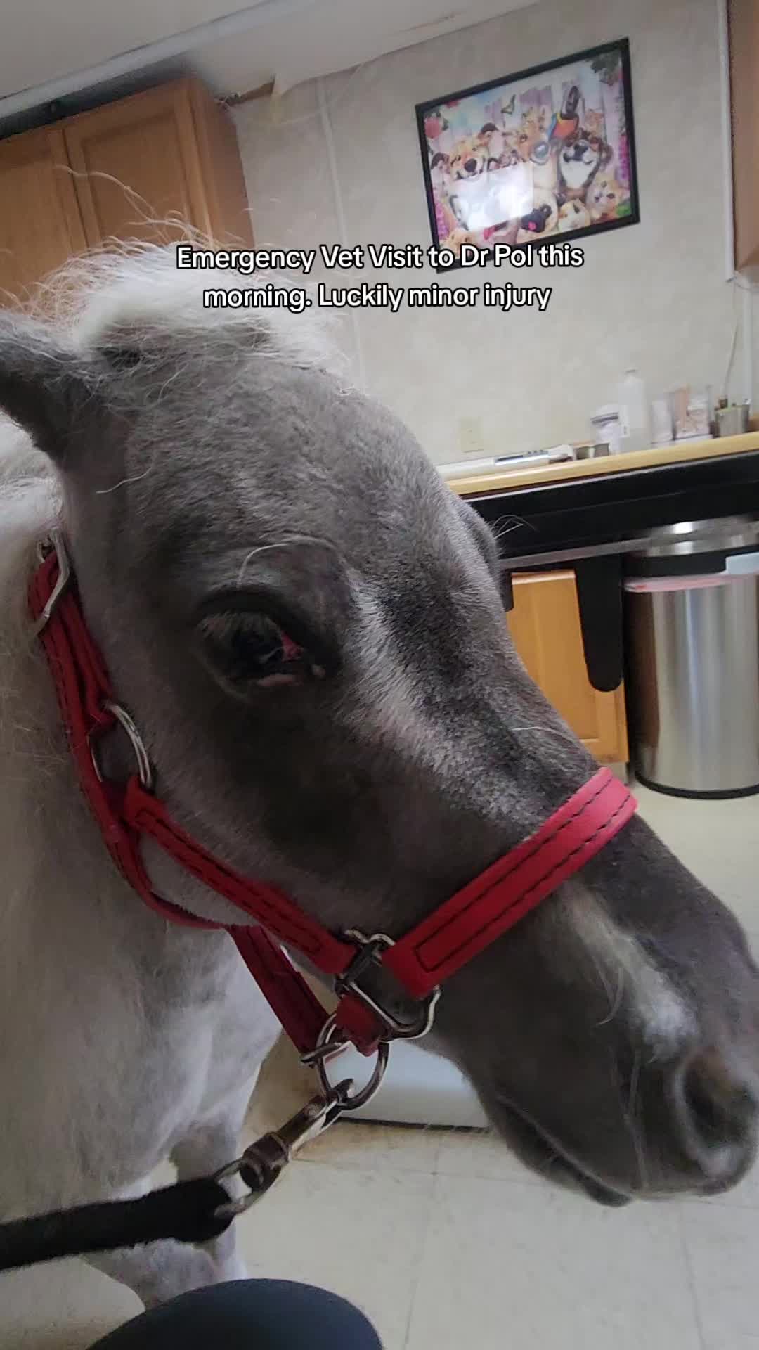 @minihorsemomandtrainer🐴🐴🐴🐴