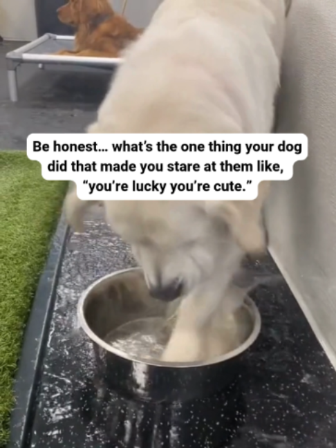 @Dogtopia