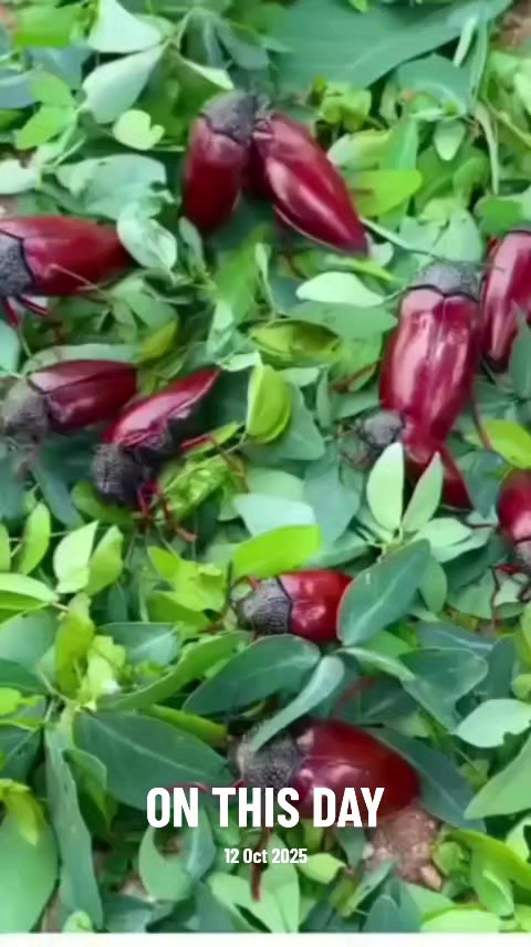 @muj627