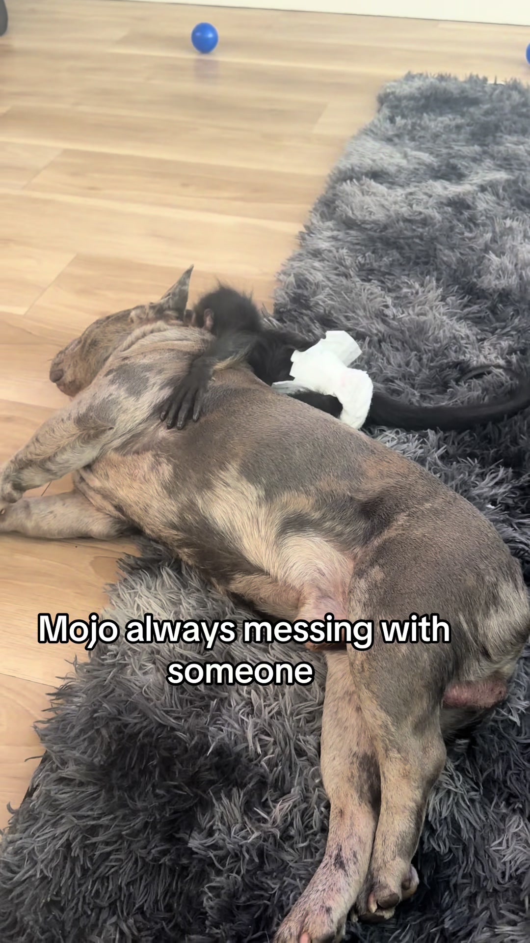 @OJTV & Mojo Jojo🧡