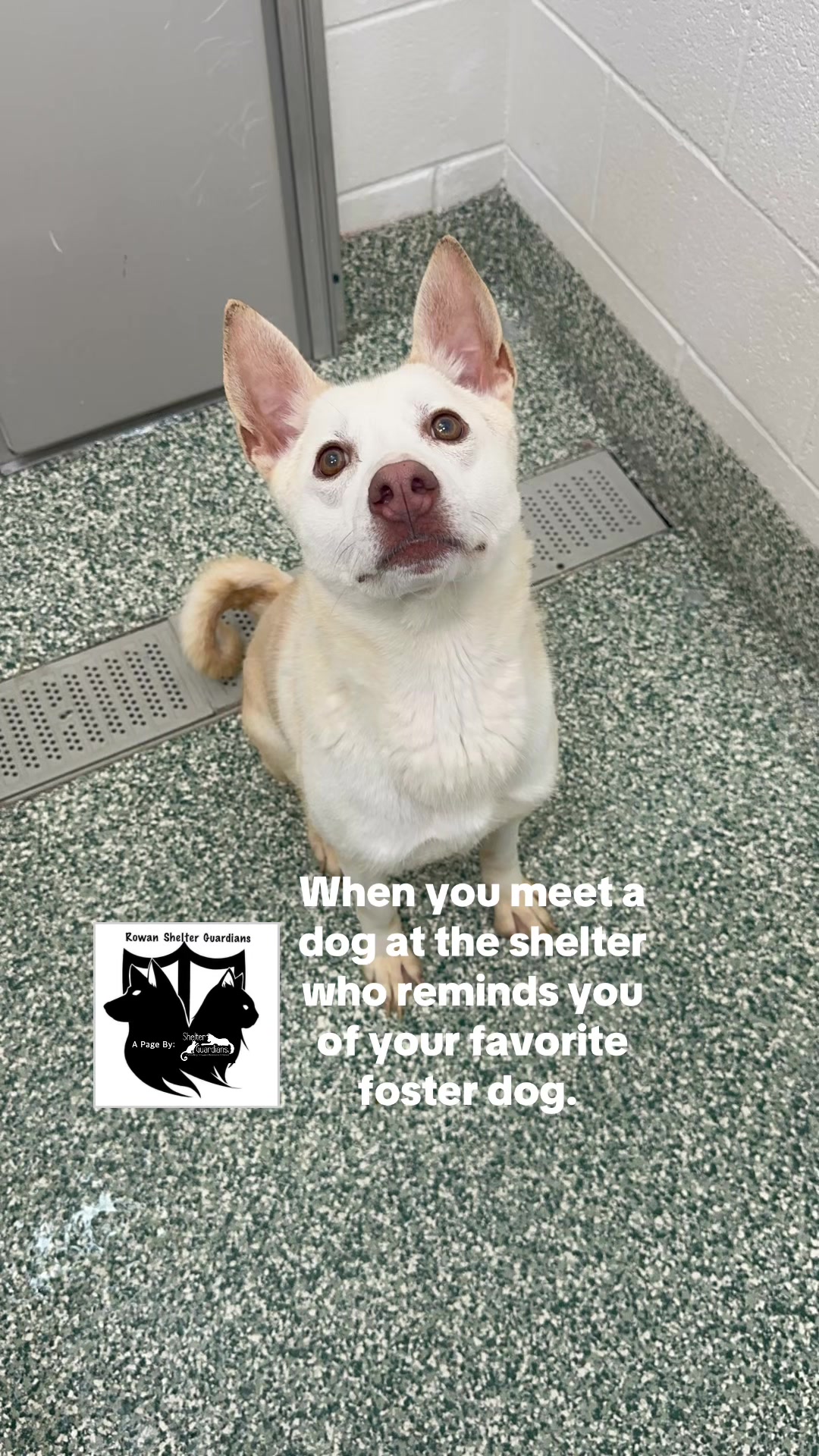 @Crazy Dog Lady