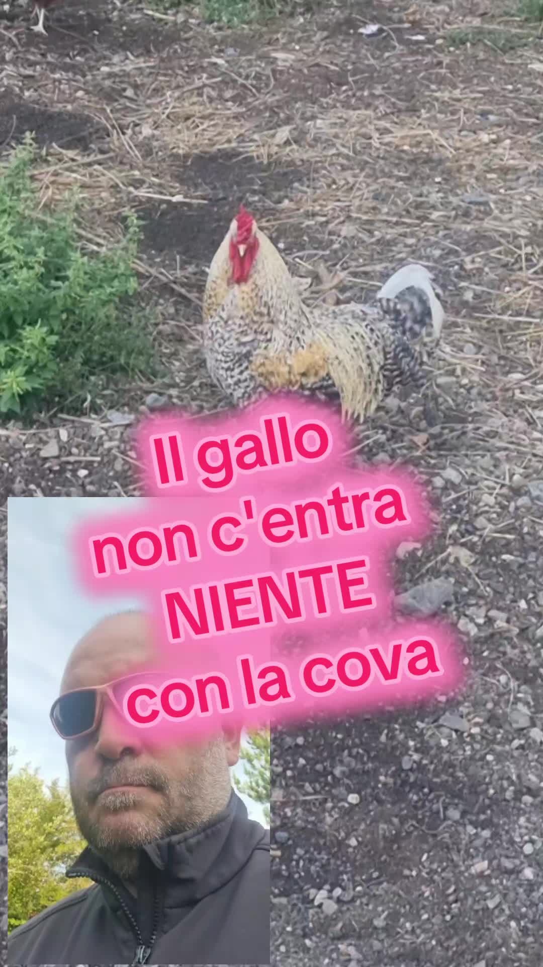 @Il leone e la gallina