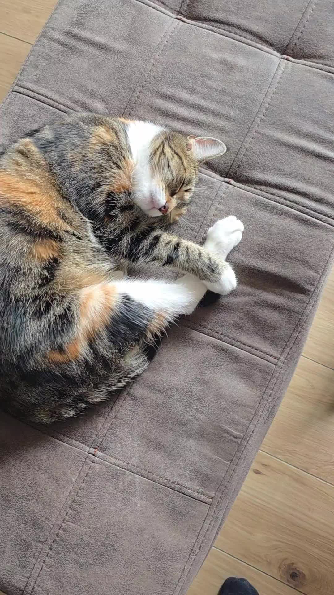@diana🐱🐈🐈🐈