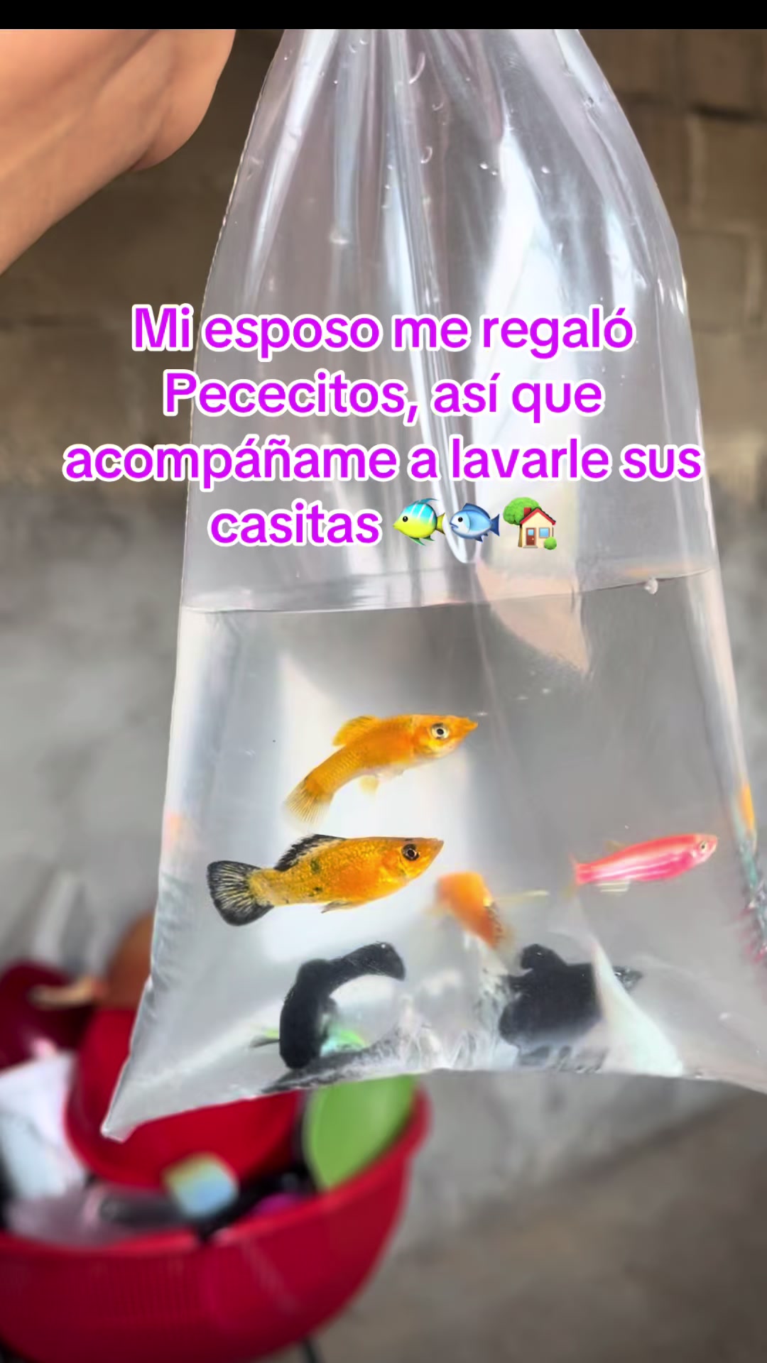 @Auri Ruiz