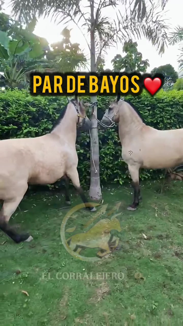 @elcorralejero