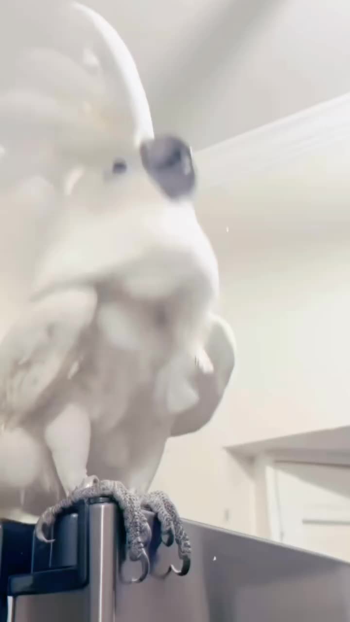 @Cute little pet 💕
