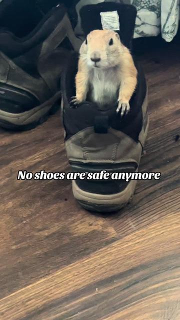 @Sarahsquirrels43🐿️
