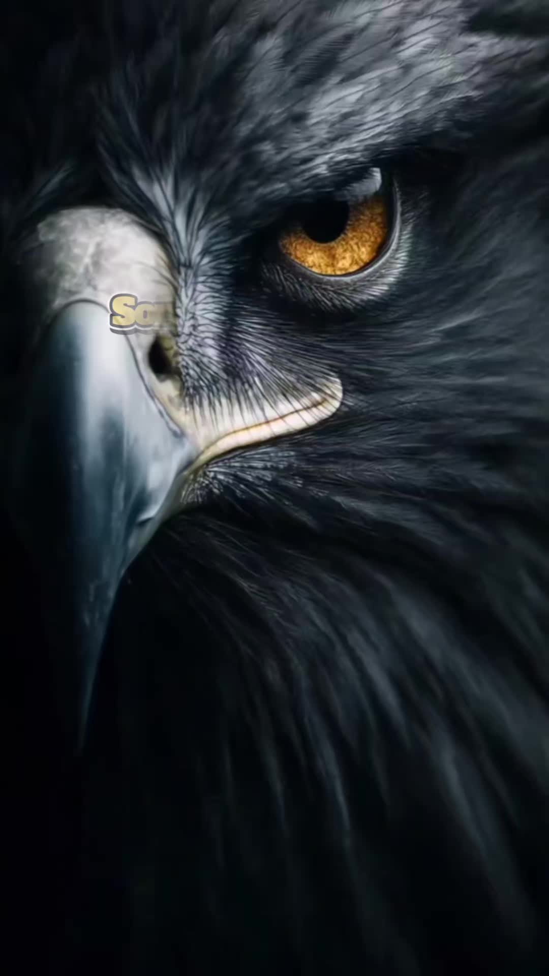 @midman76