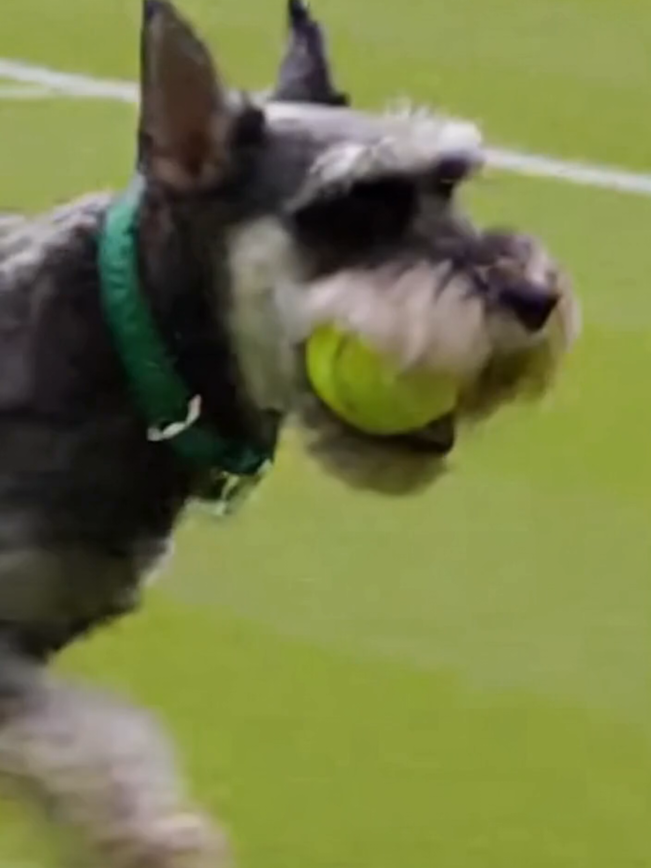 @Schnauzer Intelligence